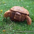 Schildkröte 2, Skulptur, Kettensäge, Berlin , Brandenburg, geschnitzt, Handmade, Holz