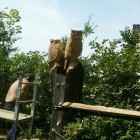 Standjob, stehende Baumstämme zu Eulen verwandelt , Skulptur, Kettensäge, Berlin , Brandenburg, geschnitzt, Handmade, Holz