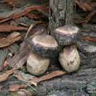 Pilz, geschnitzt, Skulptur, Kettensäge, Berlin , Brandenburg, geschnitzt, Handmade, Holz