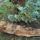 Echse, Skulptur, Kettensäge, Berlin , Brandenburg, geschnitzt, Handmade, Holz